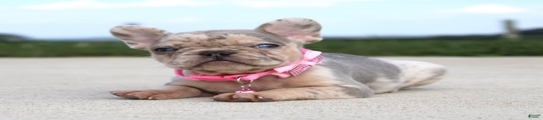 Anya