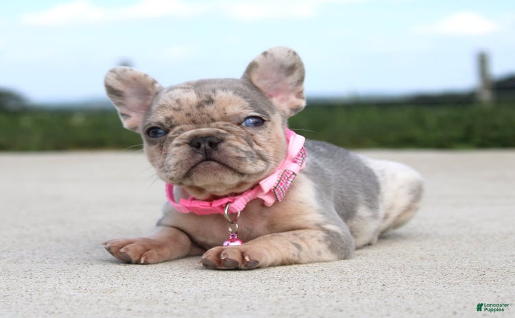 French Bulldog dogs for sale - Ad 5