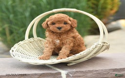 Toy Poodle dogs for sale: Natalie - Image 1