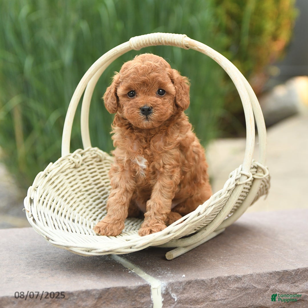 Toy Poodle dogs for sale: Natalie - Image 1