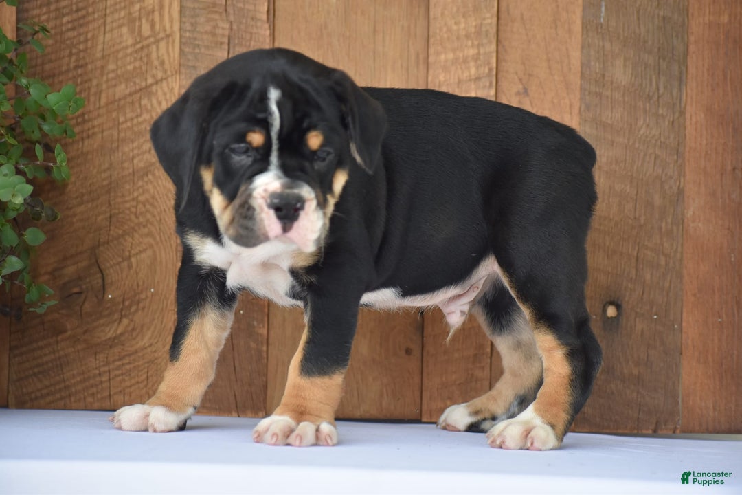 Beabull dogs for sale: Clint - Image 12