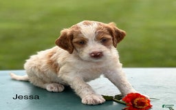 Brittany Spaniel dogs for sale: Jessa - Image 3