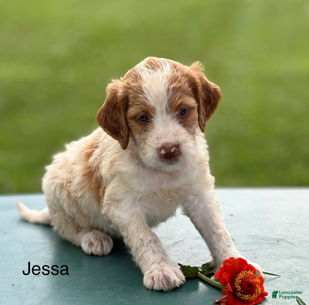 Brittany Spaniel dogs for sale: Jessa - Image 3
