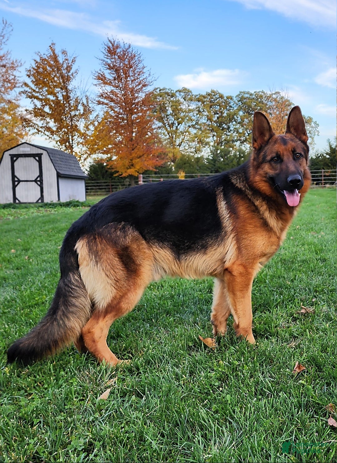 German Shepherd dogs for sale: Zeus - Listing for pets: Zeus, Ozzy, Zailey, Moose, Rizzo - Image 7