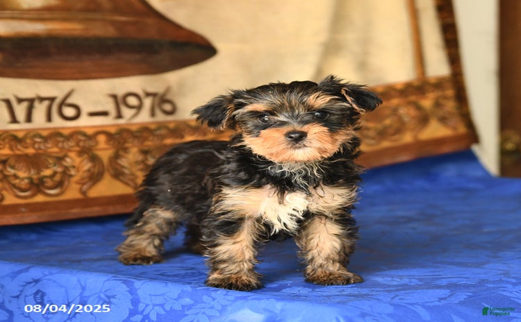 Yorkshire Terrier dogs for sale - Ad 3