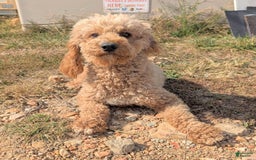 Cavapoo dogs for sale: Henry - Image 16