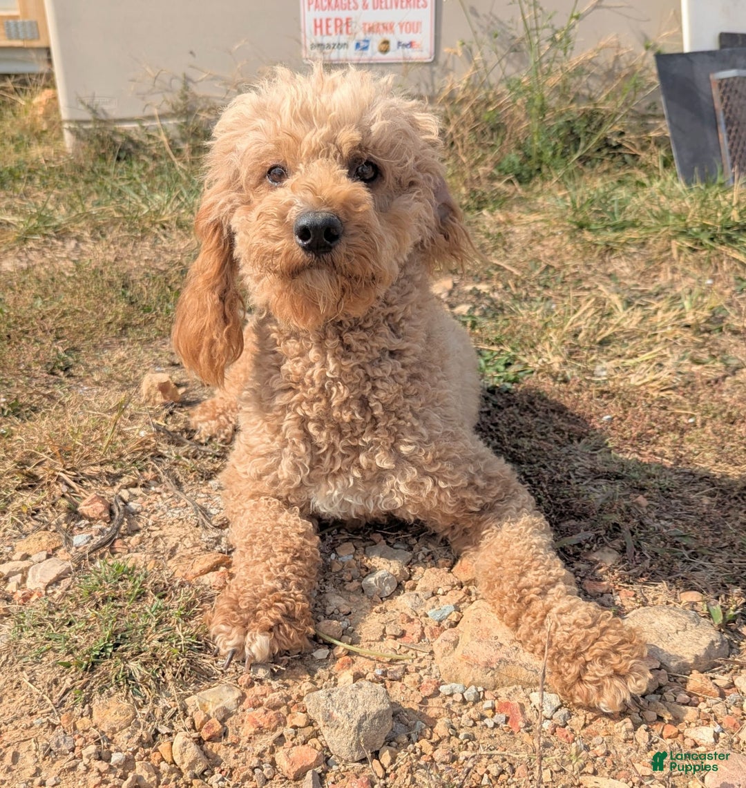 Cavapoo dogs for sale: Henry - Image 16