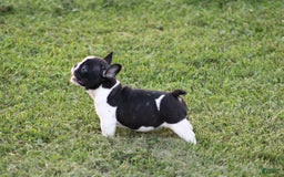 French Bulldog dogs for sale: Natalie - Image 12