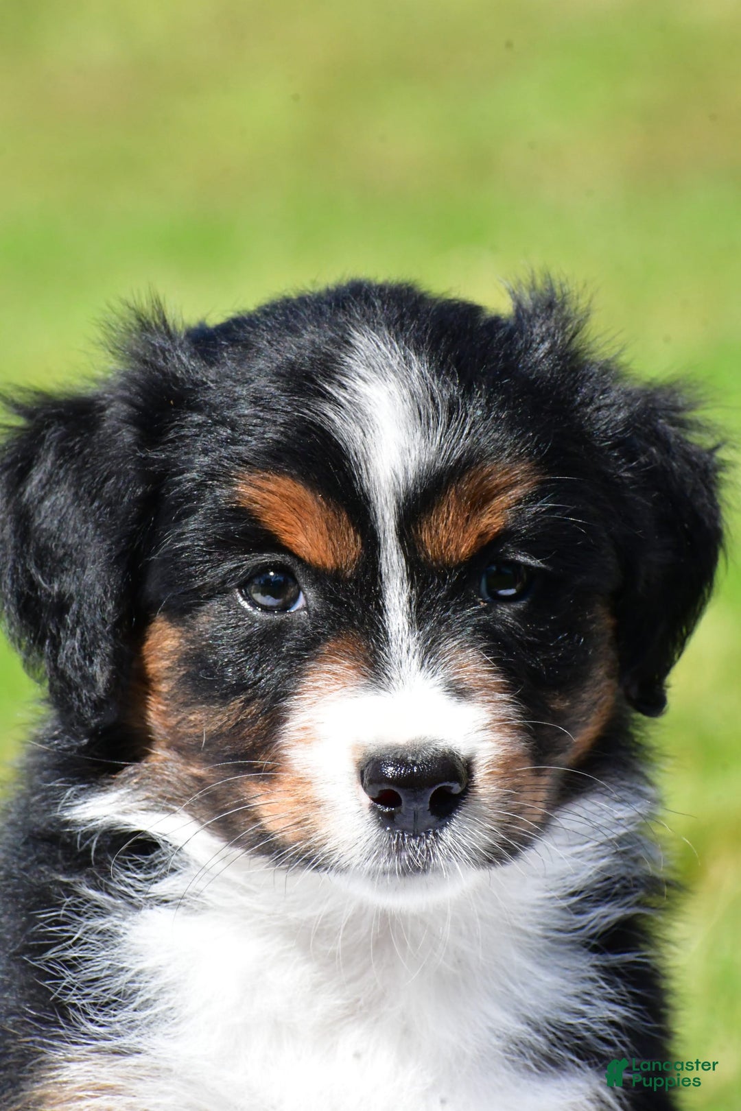 Miniature Australian Shepherd dogs for sale: Nicholas - Image 1