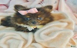 Pomeranian dogs for sale: Priscilla - Image 2