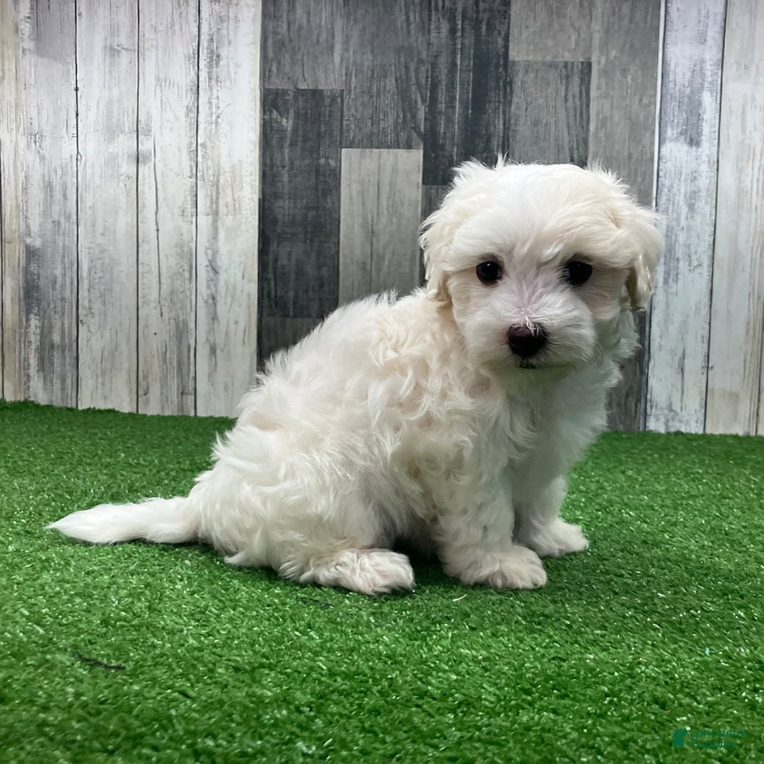 Maltipoo dogs for sale: Jesse - Image 2