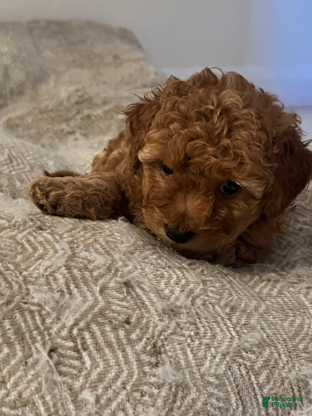 Yorkiepoo dogs for sale: Sundae - Image 6