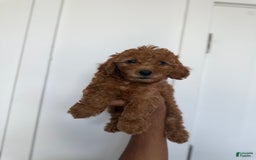 Miniature Poodle dogs for sale: Jasmine - Image 2