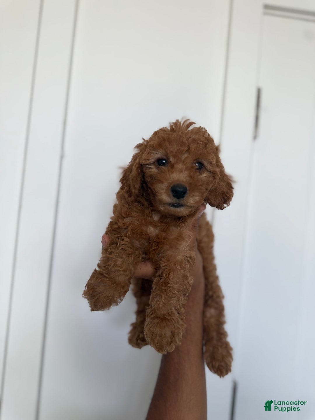 Miniature Poodle dogs for sale: Jasmine - Image 2