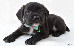 Boston Terrier dogs for sale: Marty - Image 4