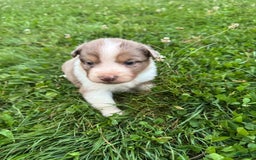 Australian Shepherd dogs for sale: Sky - Image 3