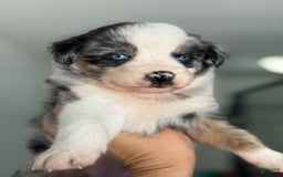 Australian Shepherd dogs for sale: Gwen - Image 1