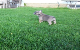 French Bulldog dogs for sale: French Bulldog 3 puppies - Image 26