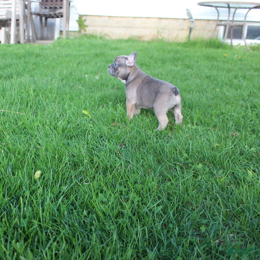 French Bulldog dogs for sale: French Bulldog 3 puppies - Image 26
