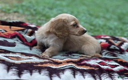 Miniature Dachshund dogs for sale: Sugar - Image 3