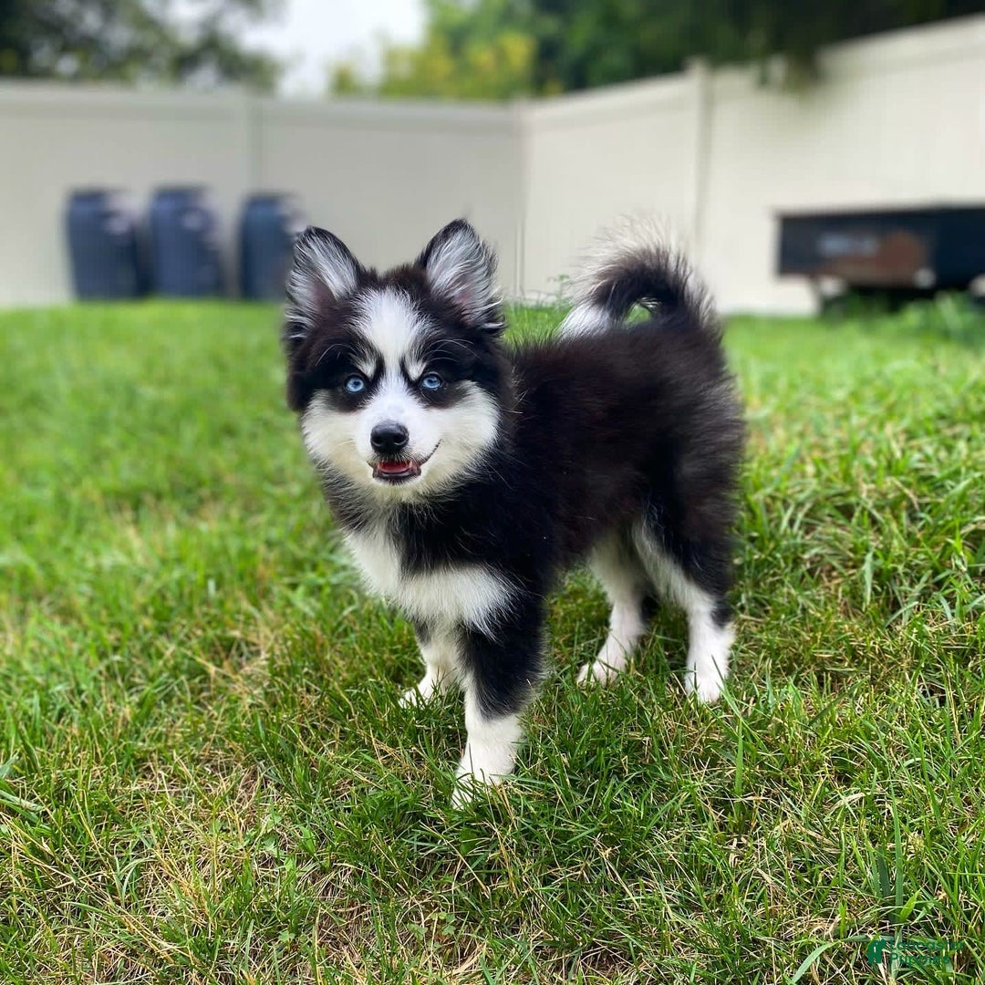 Pomsky dogs for sale: Luffy - Image 12