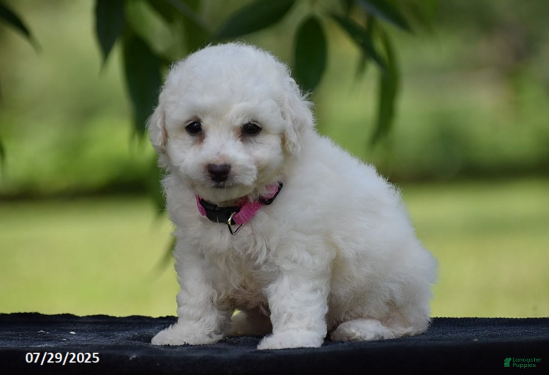 Bichon Frise dogs for sale: Trixie - Image 3
