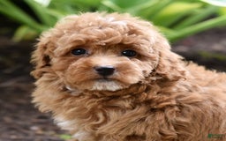Miniature Poodle dogs for sale: Lucy - Image 1