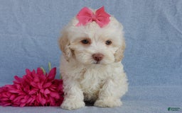 Cockapoo dogs for sale: Juliet - Image 1