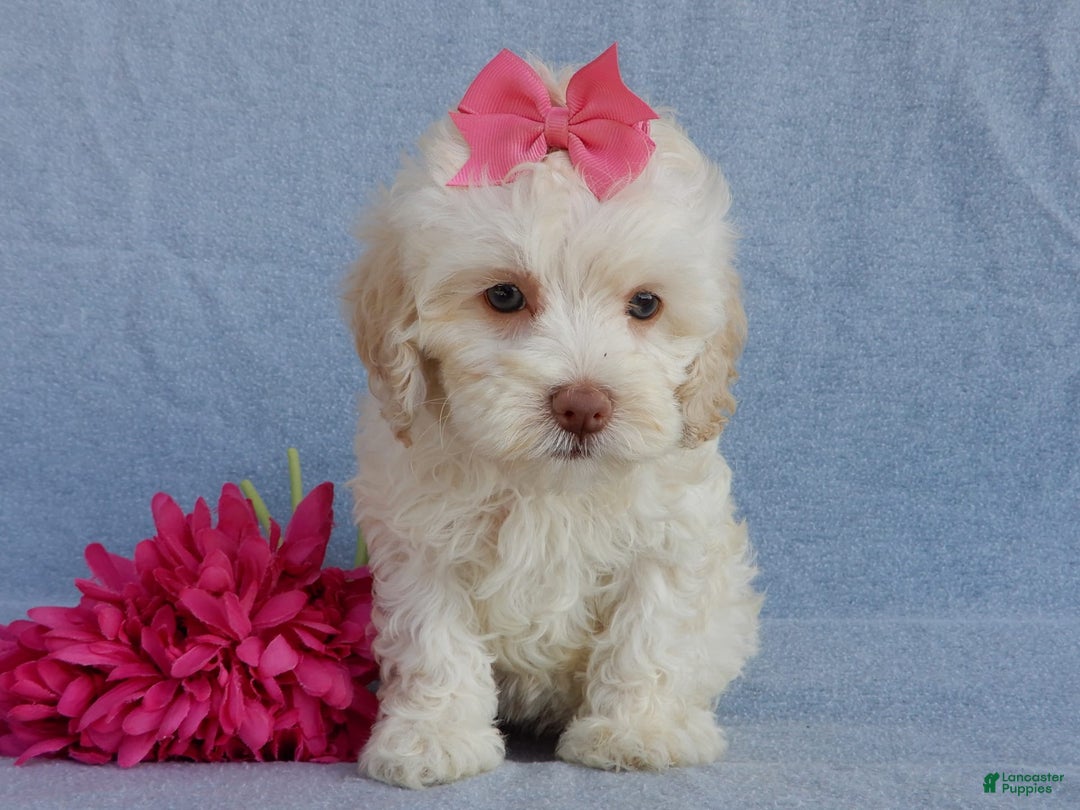 Cockapoo dogs for sale: Juliet - Image 1