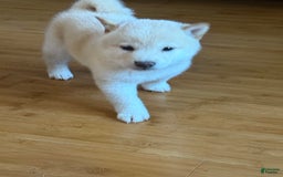 Shiba Inu dogs for sale: Jodi - Image 1