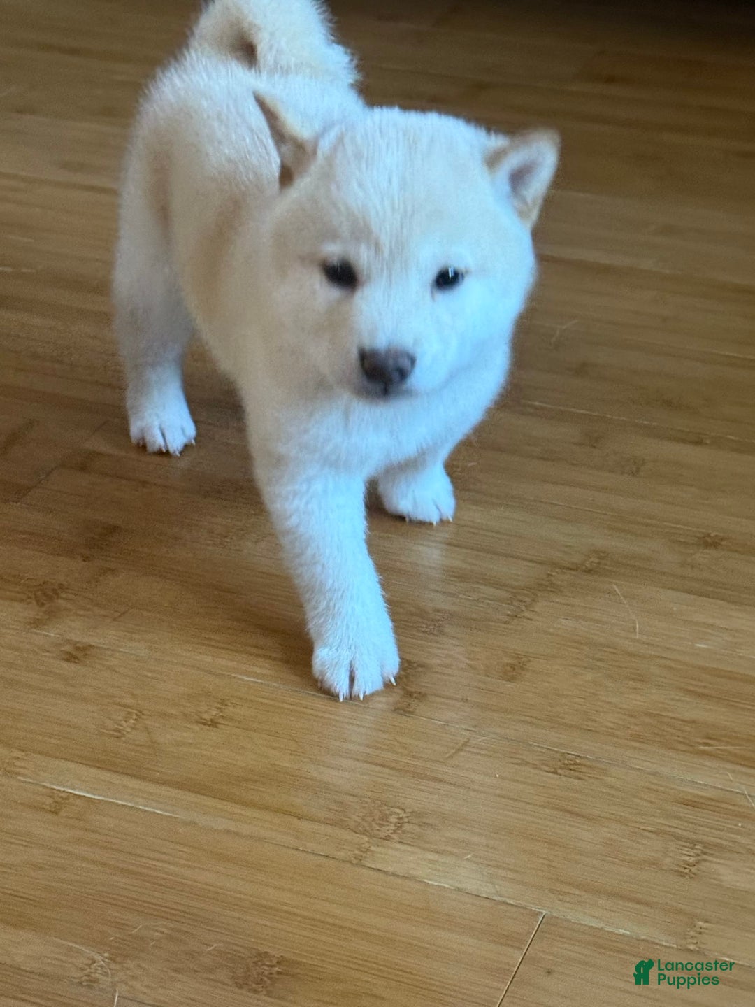 Shiba Inu dogs for sale: Jodi - Image 1