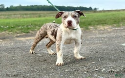 American Bully dogs for sale: Donnie Jay - Image 1