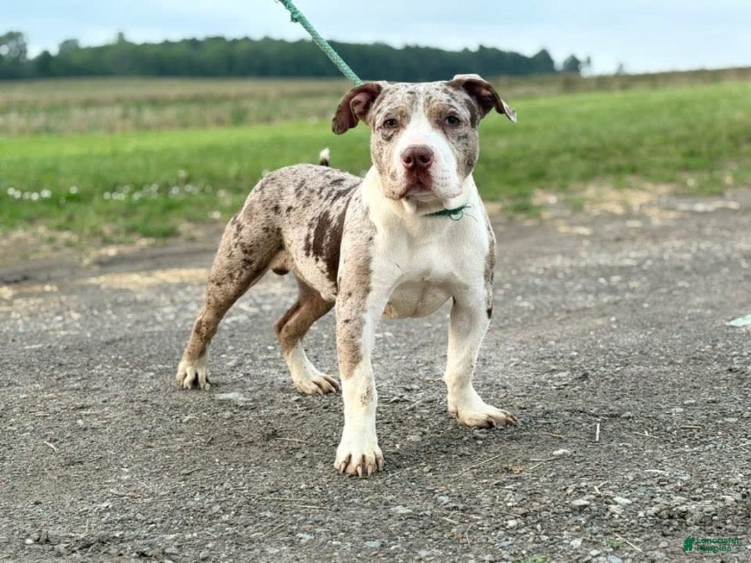 American Bully dogs for sale: Donnie Jay - Image 1
