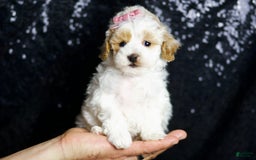 Maltipoo dogs for sale: May - Image 2