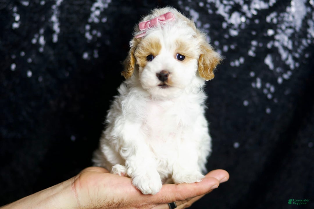 Maltipoo dogs for sale: May - Image 2