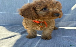 Cavapoo dogs for sale: Queen - Image 2