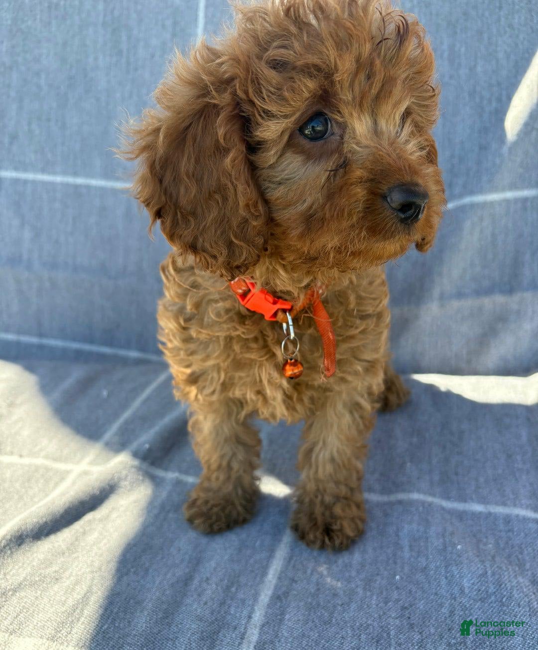 Cavapoo dogs for sale: Queen - Image 2