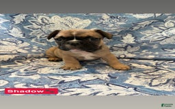 American Bully dogs for sale: American Bully 6 puppies - Image 5