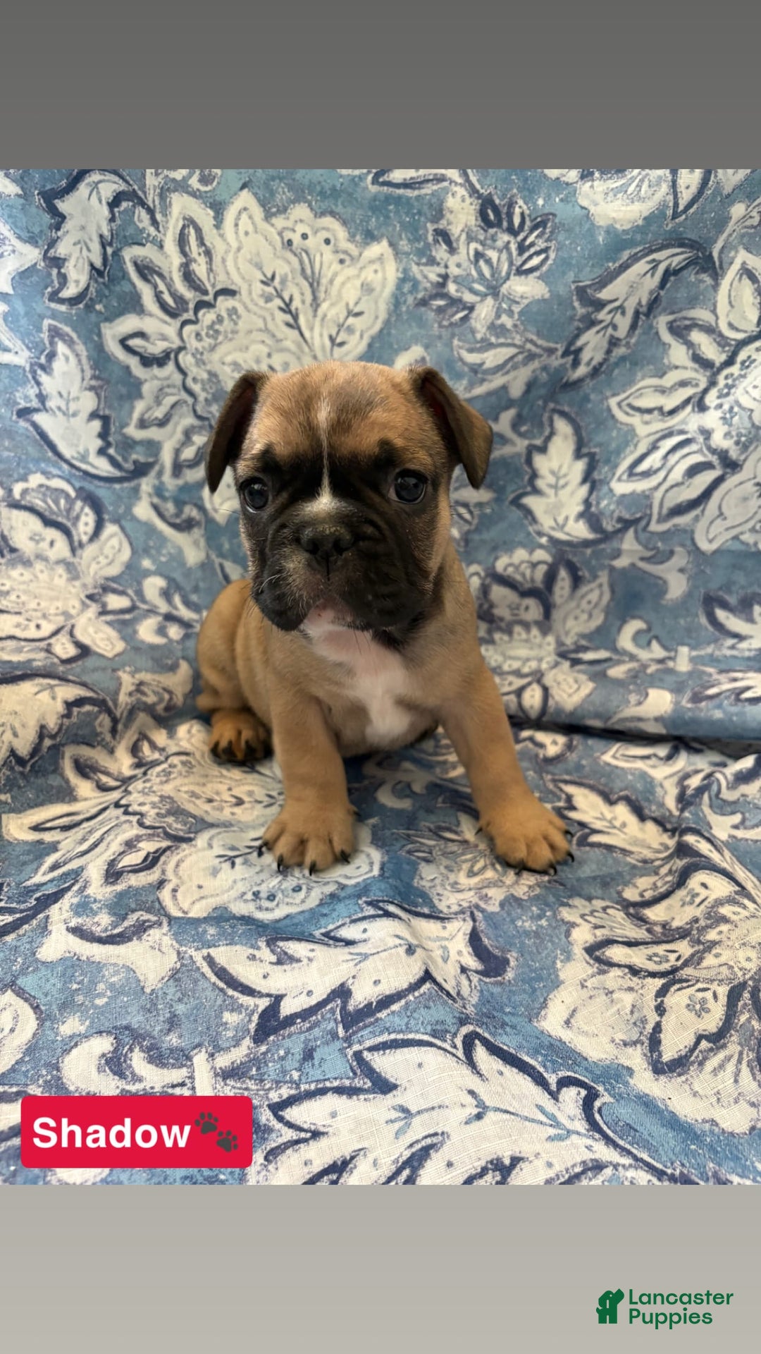 American Bully dogs for sale: American Bully 6 puppies - Image 5