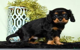 Cavalier King Charles Spaniel dogs for sale: Cooper - Image 9