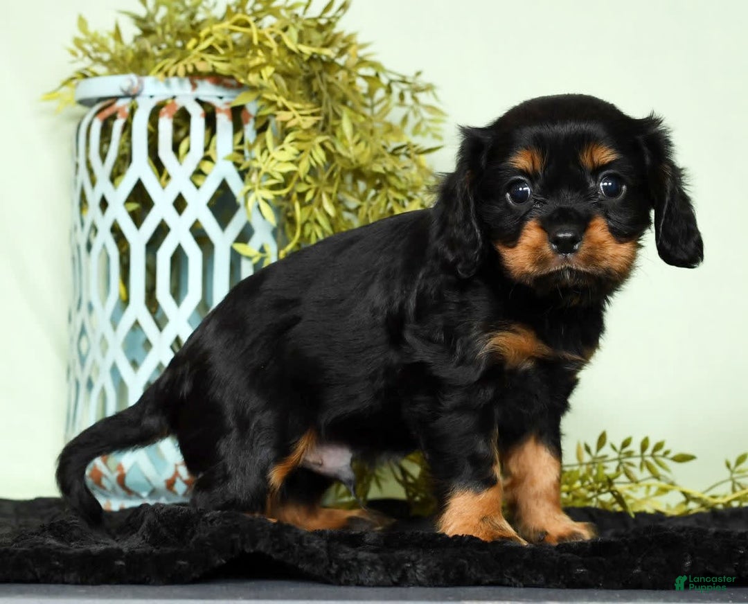 Cavalier King Charles Spaniel dogs for sale: Cooper - Image 9