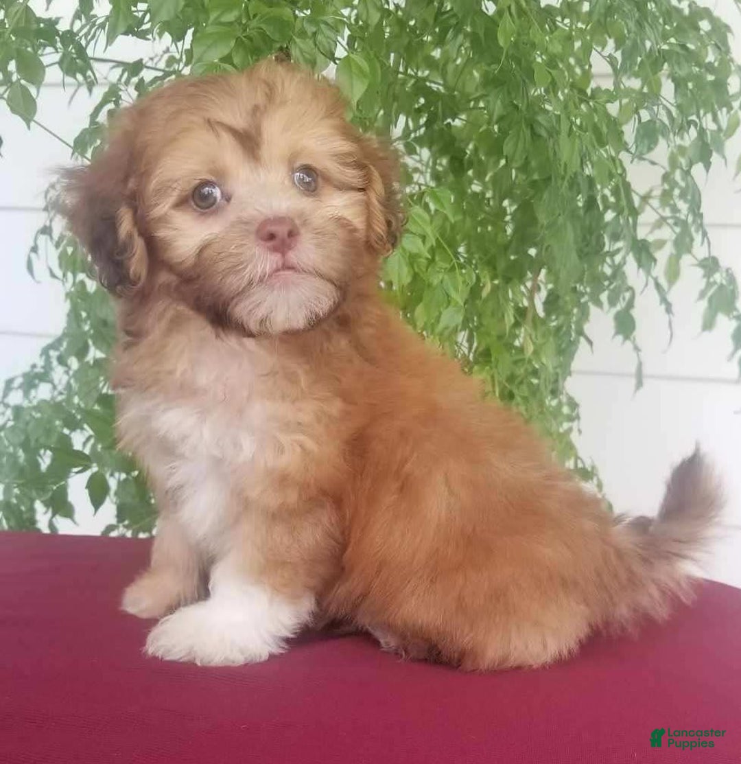 Shihpoo dogs for sale: Josey - Image 1