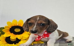 Dachshund dogs for sale: Slinky - Image 9