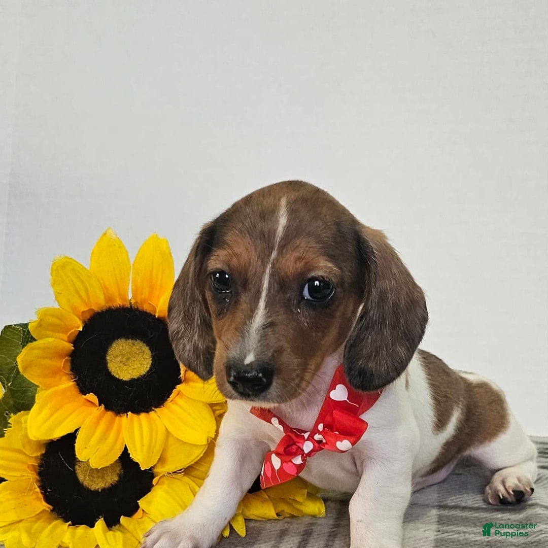 Dachshund dogs for sale: Slinky - Image 9