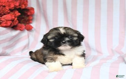 Shih Tzu dogs for sale: Bandit - Image 1