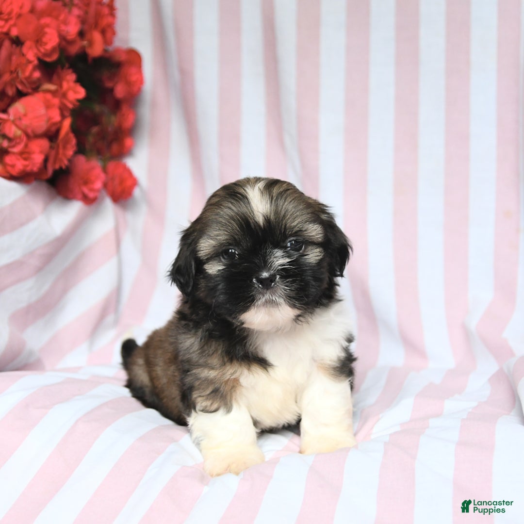 Shih Tzu dogs for sale: Bandit - Image 1