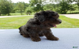 Miniature Poodle dogs for sale: Asher - Image 7
