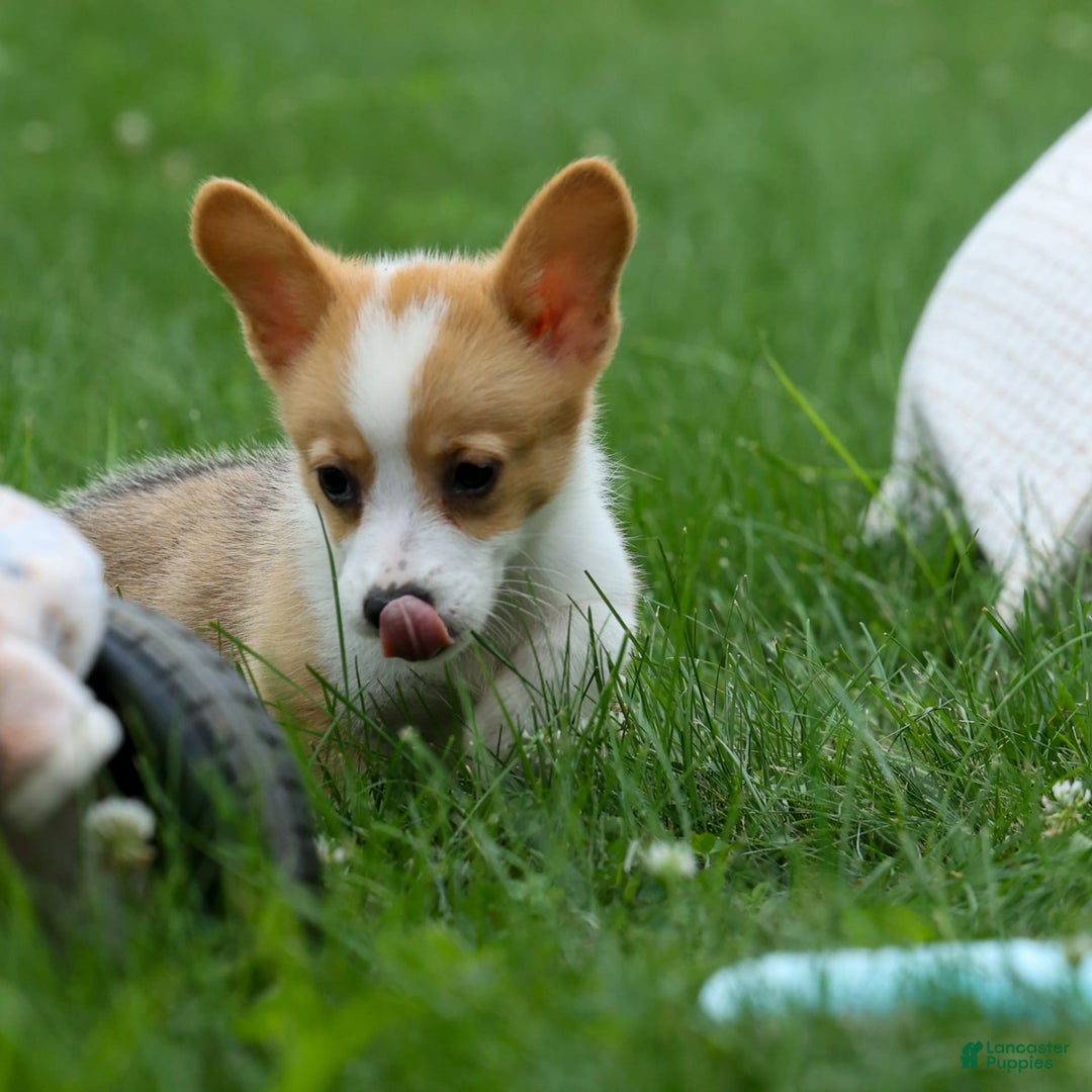 Welsh Corgi Pembroke dogs for sale: Lacey - Image 17