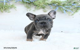 French Bulldog dogs for sale: Blazer - Image 2