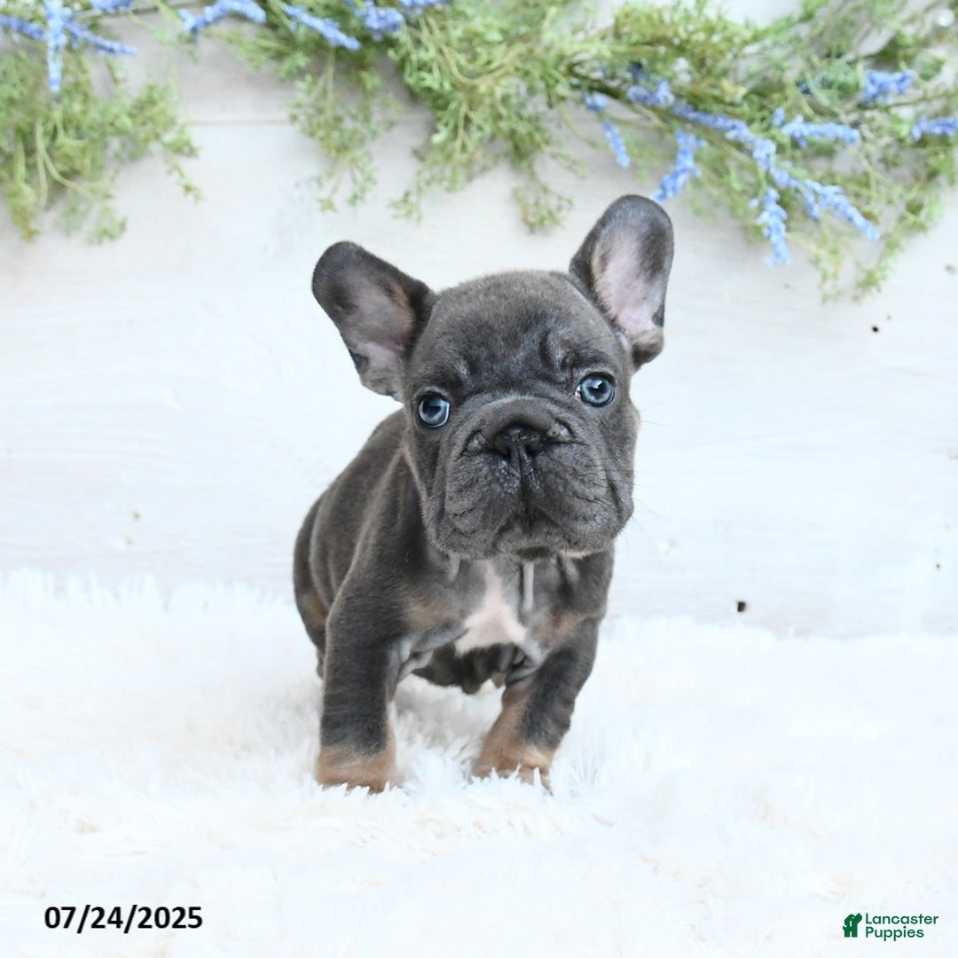 French Bulldog dogs for sale: Blazer - Image 2